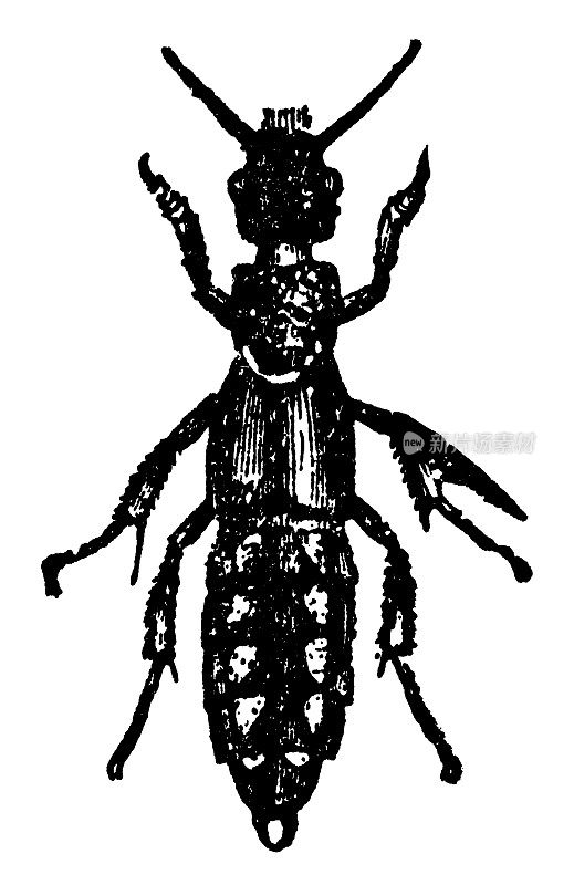 红翅虫(Staphylinus Erythropterus) - 19世纪